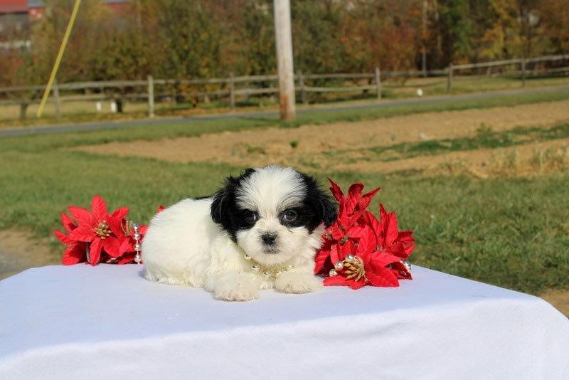 puppy, for, sale, Mal - Shi, Matthew B. Stoltzfus, dog, breeder, Gap, PA, dog-breeder, puppy-for-sale, forsale, nearby, find, puppyfind, locator, puppylocator, aca